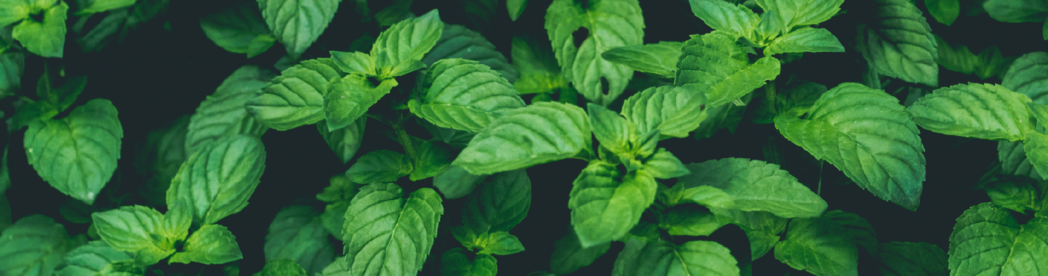 Beneficios Menta