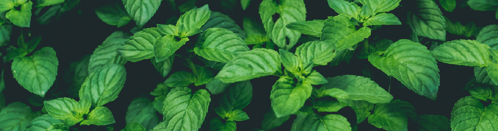 Beneficios Menta